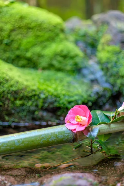 Tipico giardino giapponese — Foto Stock