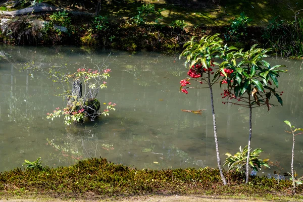 Tipik bir Japon bahçesi — Stok fotoğraf