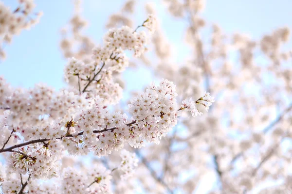 Sakura floresce no Japão — Fotografia de Stock