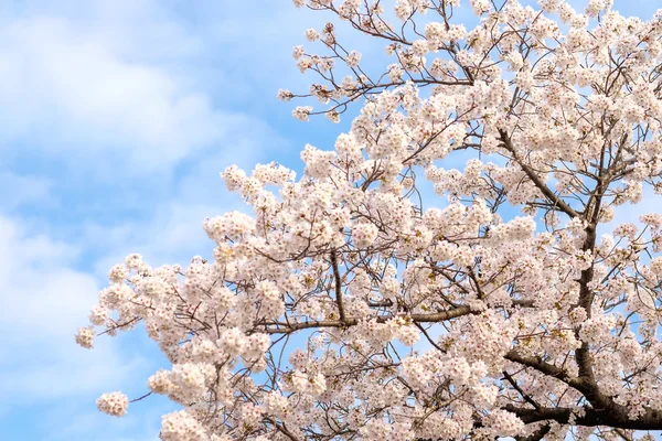 Sakura blooms in Japan — Stock Photo, Image