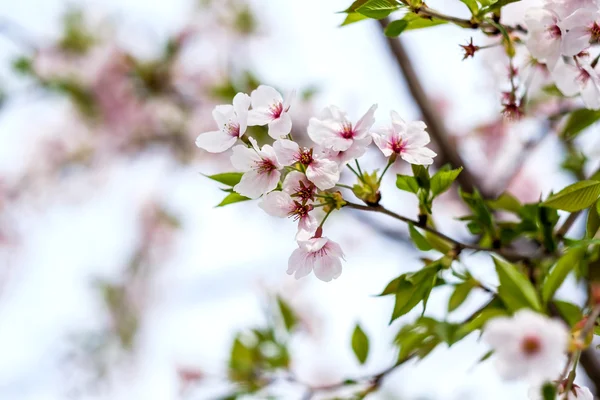 Sakura blooms in Japan — Stock Photo, Image