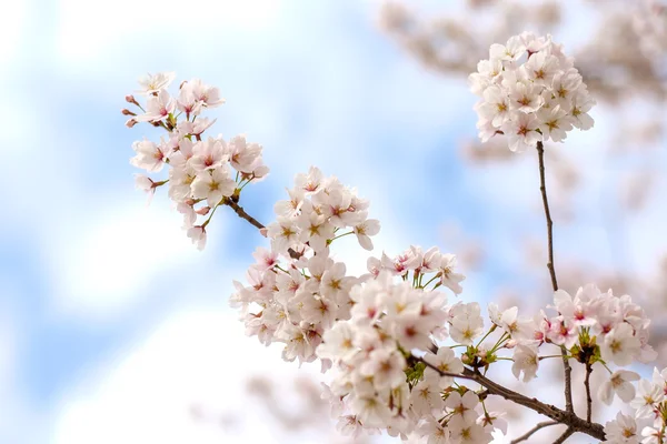 Sakura floresce no Japão — Fotografia de Stock