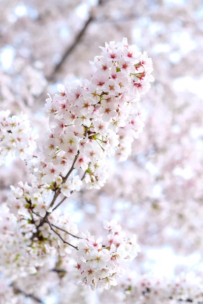 Sakura blooms in Japan — Stock Photo, Image