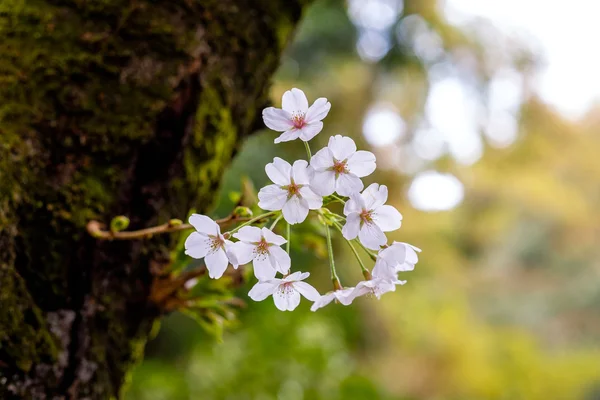 Sakura floresce no Japão — Fotografia de Stock