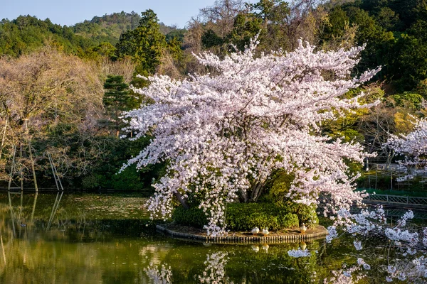 Hermoso jardín japonés — Foto de Stock