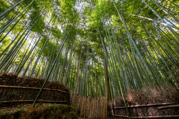 Foresta di bambù, Kyoto — Foto Stock