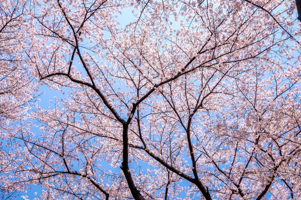 Sakura blooms in Japan — Stock Photo, Image