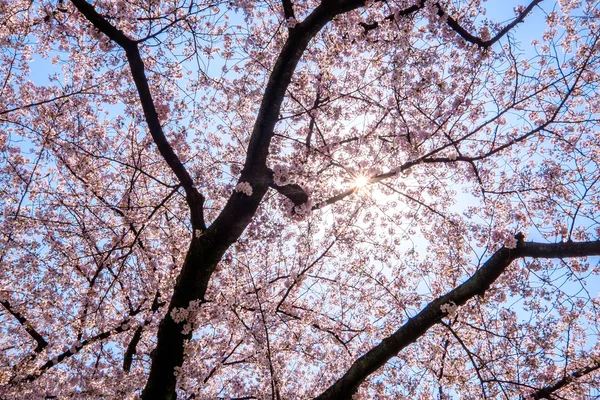 Sakura blüht in Japan — Stockfoto