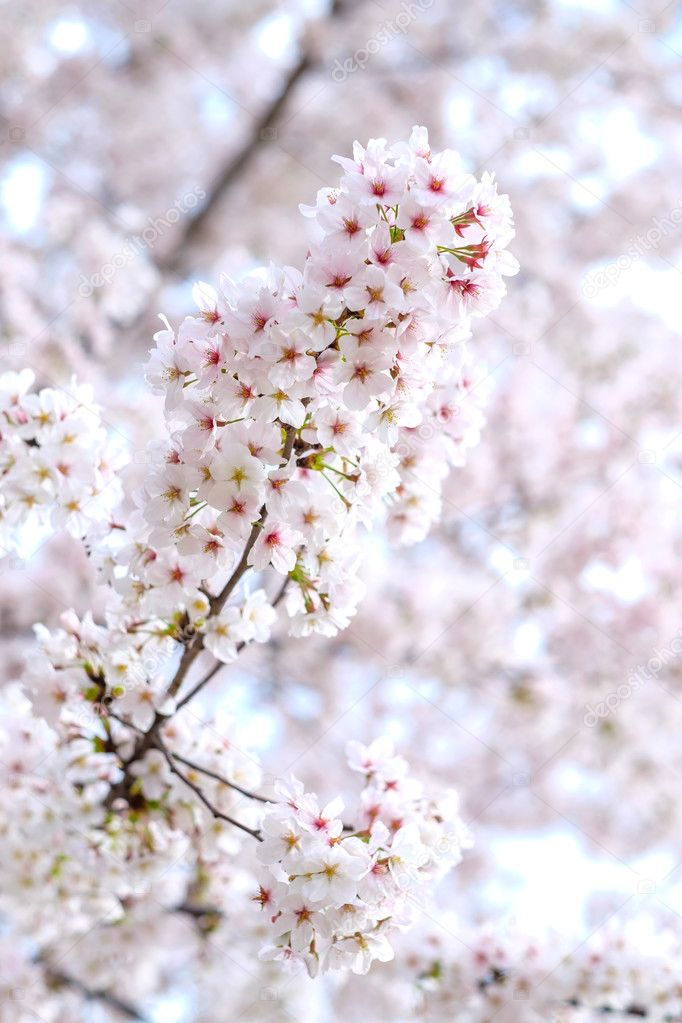 Sakura blooms in Japan