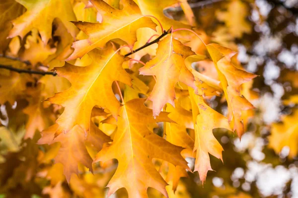 Herbstvibrationen in Luxemburg — Stockfoto