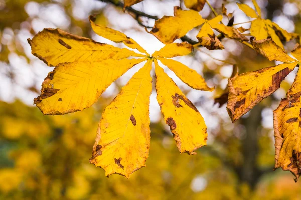 Herbstvibrationen in Luxemburg — Stockfoto