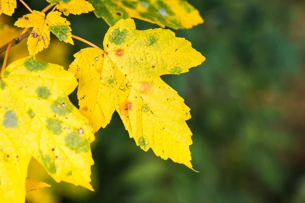 Vibraciones de otoño en Luxemburgo —  Fotos de Stock