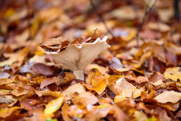 Autumn vibrations in Luxembourg — Stock Photo, Image