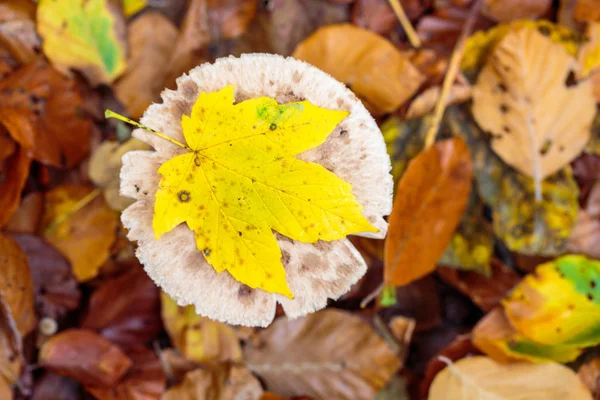 Podzimní vibrací v Lucembursku — Stock fotografie