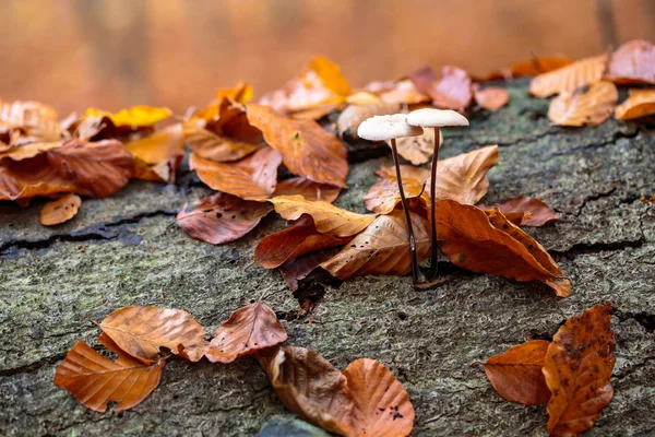 Autumn vibrations in Luxembourg — Stock Photo, Image