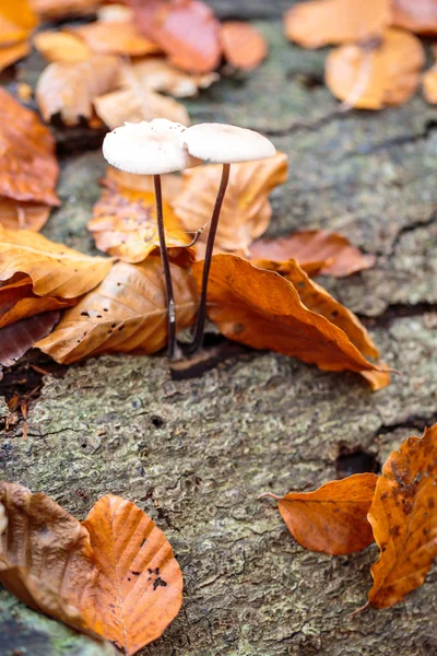 Autumn vibrations in Luxembourg — Stock Photo, Image