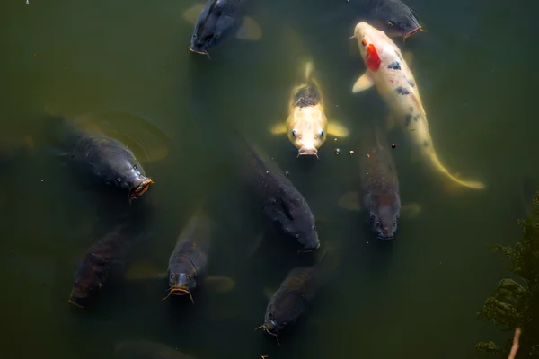 Pesci koi giapponesi — Foto Stock