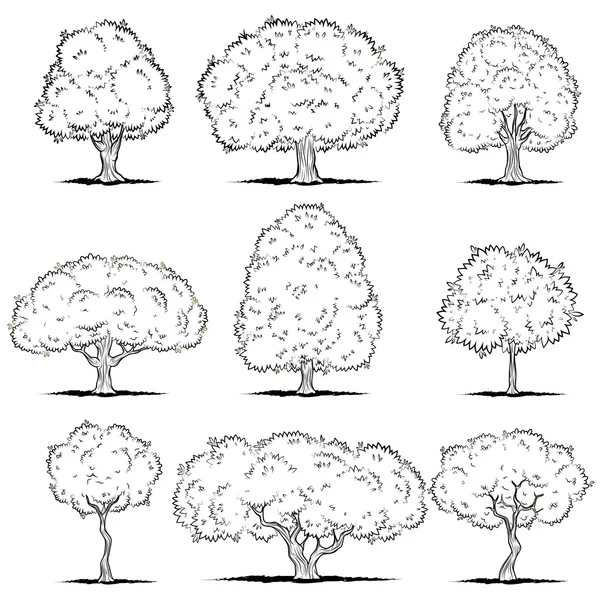 Set of deciduous trees. Line art — Stock Vector