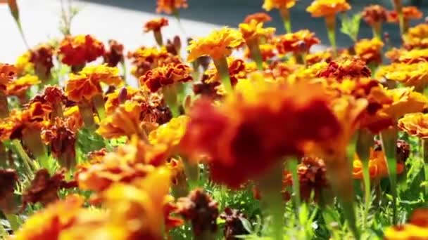 Utazás a virágok — Stock videók
