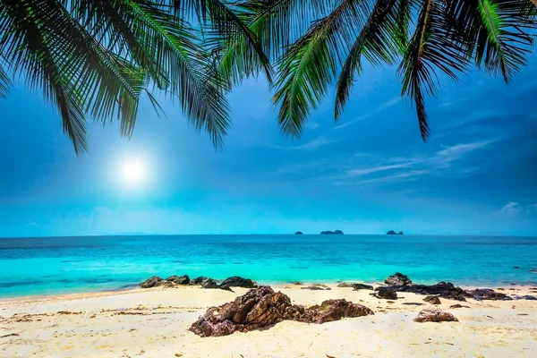 Palm trees on tropical beach — Stock Photo, Image