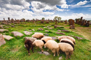 Sheep graze in Noratus  clipart