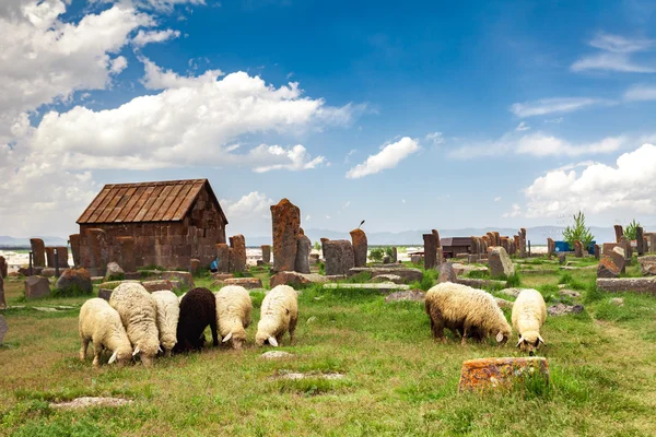 Sheep graze in Noratus — Stock Photo, Image