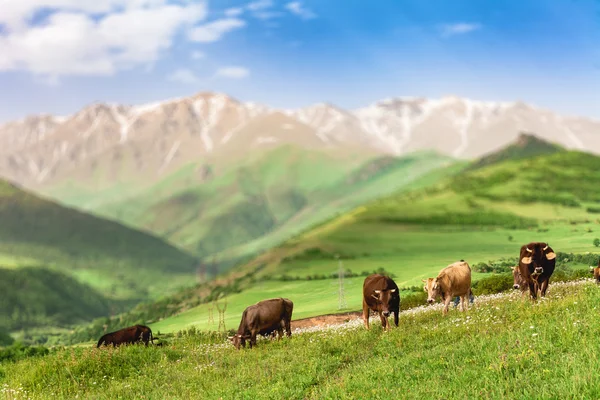 Vacas pastando en las montañas —  Fotos de Stock