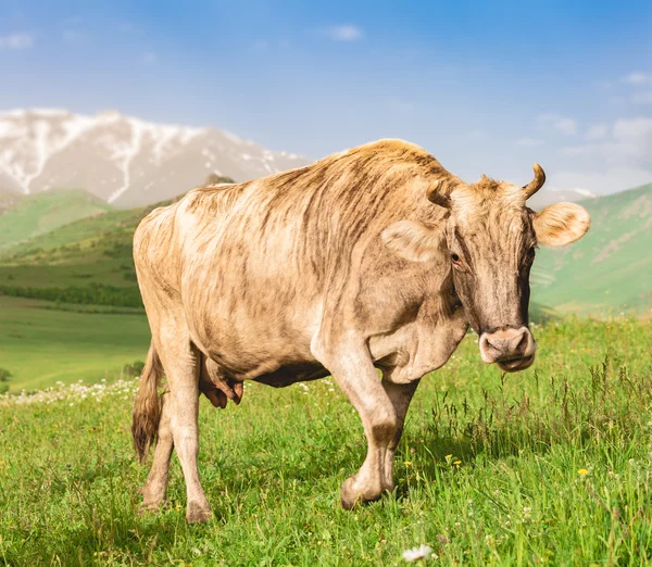 Ko betande på grön äng — Stockfoto