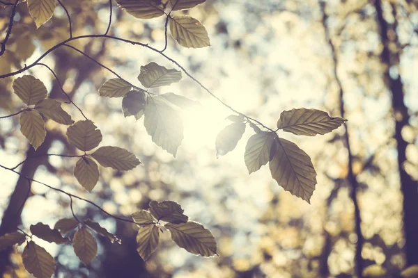 Birch folhas contra o pôr do sol — Fotografia de Stock