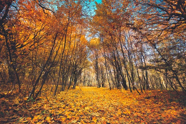 Golden autumn in the forest — Stock Photo, Image