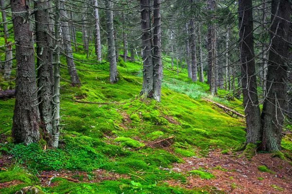 Bosque de pino verde — Foto de Stock