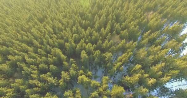 Vista aérea de Pinetrees — Vídeo de stock