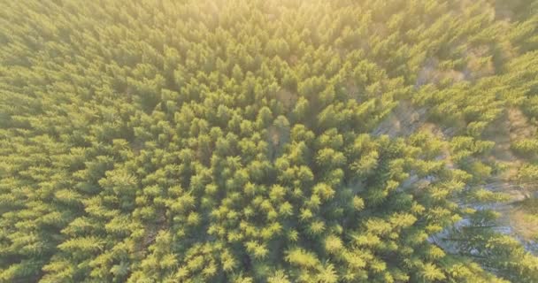 Tampilan Aerial Pinetrees — Stok Video