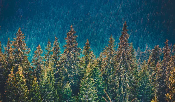 Pine tree forest in the mountains — Stock Photo, Image
