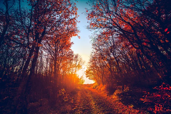 Droga w jesiennym lesie — Zdjęcie stockowe