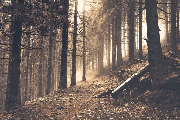 Trail in a dark pine forest — Stock Photo, Image