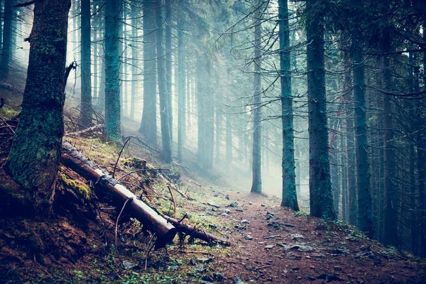 Trail in a dark pine forest — Stock Photo, Image