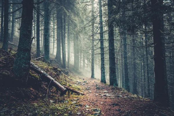 Sendero en un bosque de pinos oscuros —  Fotos de Stock