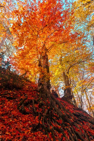 Goldener Herbst im Wald — Stockfoto