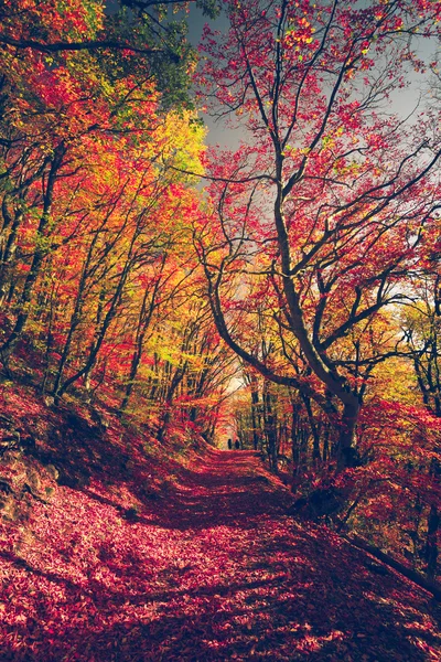Majestatyczny kolorowy las — Zdjęcie stockowe