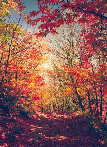 Majestic colorful forest — Stock Photo, Image