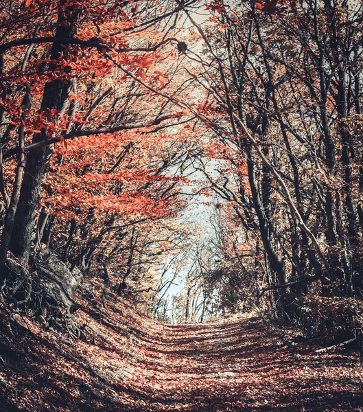 Görkemli renkli orman — Stok fotoğraf