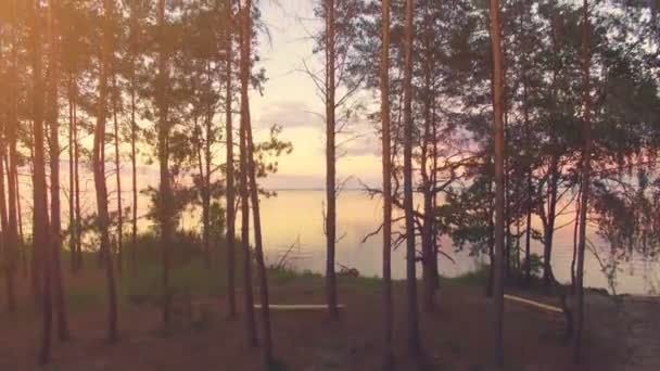 松の木にピクニック エリアが立ち上がる — ストック動画