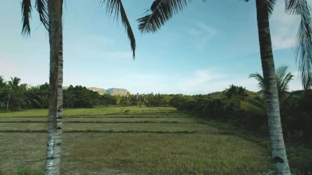 Pascoli verdi aerei a palme con alimentazione animale. Paesaggio naturale tropicale a prato rurale, campo — Video Stock