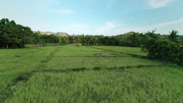 녹색 목초지, 야외 항공. 열 대 자연 경관. 소는 시골 목초지의 풀을 뜯어먹는다 — 비디오