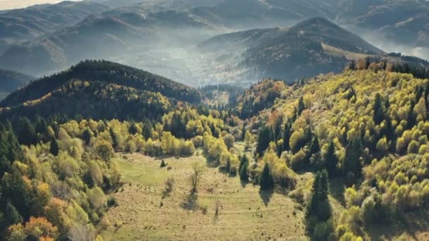 Bosque de pinos verdes aéreos en la montaña. otoño nadie naturaleza paisaje. Hierba verde en las colinas — Vídeo de stock