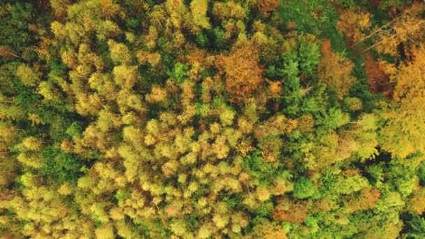 Von oben nach unten Sonnenbergwald. Niemand Naturlandschaft an einem sonnigen Herbsttag. Grüner, gelber Baum — Stockvideo