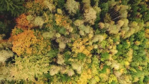 No topo da montanha. Pinheiro, aérea frondosa da floresta. Outono ninguém paisagem de natureza. Verde, árvore amarela — Vídeo de Stock