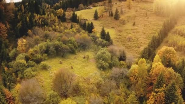 Cordilheiras solares. Pinheiro, aérea frondosa da floresta. Ninguém paisagem da natureza. Outono verde, árvore amarela — Vídeo de Stock