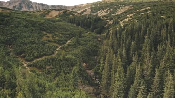 Aerial zielony las sosnowy na wzgórzach górskich. Krajobraz przyrody z ptakami na wierzchołkach drzew. Wąska droga — Wideo stockowe